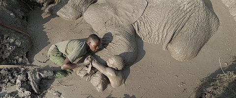 Elefantenrettung - Tansania